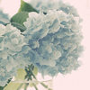 Blossom Rain